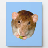 空腹ラット・プラーク フォトプラーク (正面)