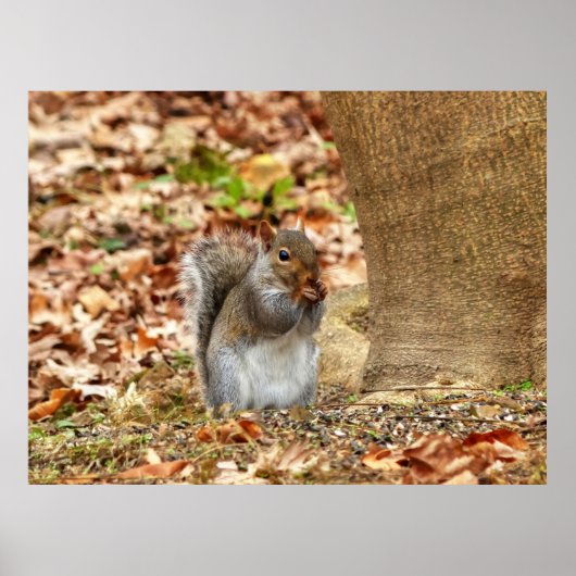 空腹リス ポスター (正面)