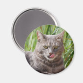 空腹猫マグネット マグネット (正面/裏面)