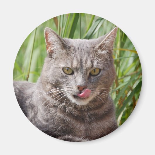 空腹猫マグネット マグネット (正面)