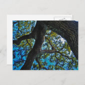 空限界の木の郵便はがき ポストカード (正面/裏面)