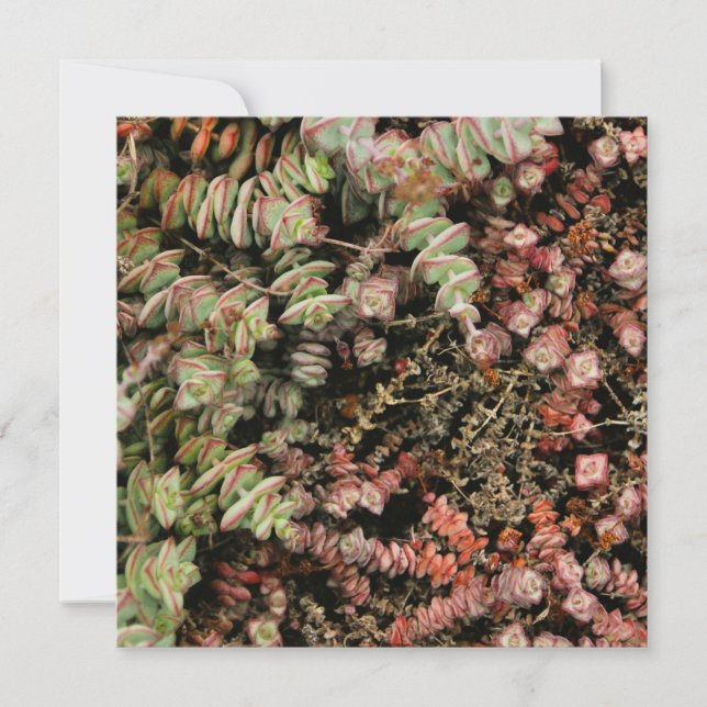 穿孔下皮 (正面)