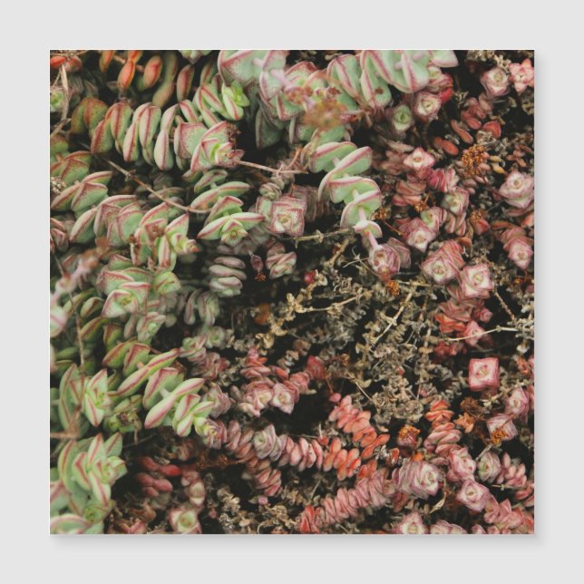 穿孔下皮 (正面)