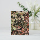 穿孔下皮 ポストカード (スタンド正面)