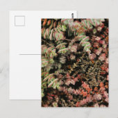 穿孔下皮 ポストカード (正面/裏面)