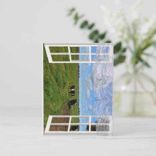 窓からガロウェイ牛, ポストカード (スタンド正面)