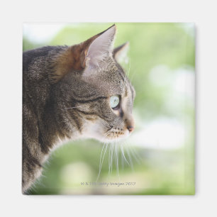 窓から凝視している大人の虎猫猫 マグネット