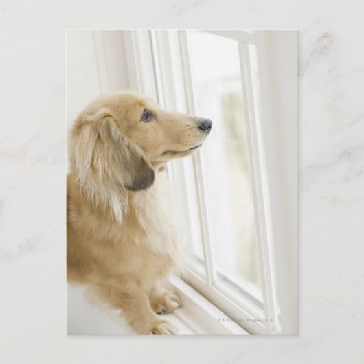 窓から外を見ている犬 ポストカード (正面)