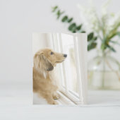 窓から外を見ている犬 ポストカード (スタンド正面)
