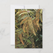 窓から庭(Lucian Freud) カード (正面)