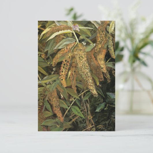 窓から庭(Lucian Freud) カード (スタンド正面)