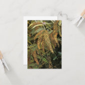 窓から庭(Lucian Freud) カード (正面/裏面インサイチュ)