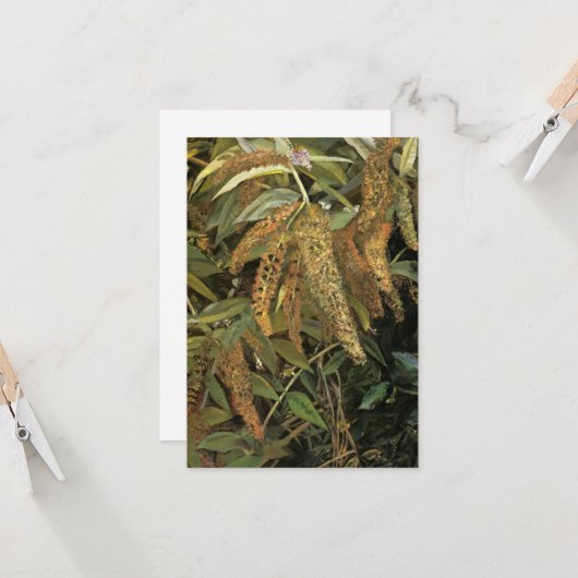 窓から庭(Lucian Freud) カード (正面/裏面インサイチュ)