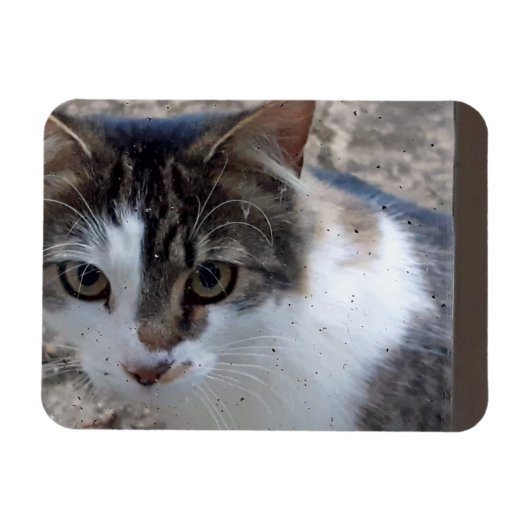 窓から猫を投げる マグネット (横)