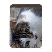 窓から猫を投げる マグネット (縦)