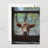 窓から見る奇妙な牛 ポストカード (正面/裏面)