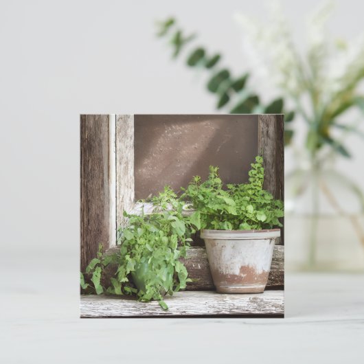 窓かわいらしの植素朴物 (スタンド正面)