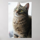 窓に座っている猫のクローズアップ ポスター (正面)