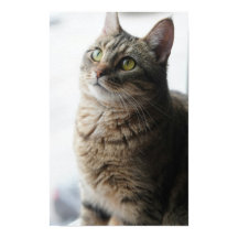 窓に座っている猫のクローズアップ