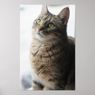 窓に座っている猫のクローズアップ ポスター