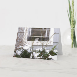 窓のクリスマスのかわいらしい黒い及び白の猫 シーズンカード