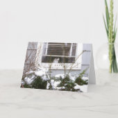 窓のクリスマスのかわいらしい黒い及び白の猫 シーズンカード (正面)