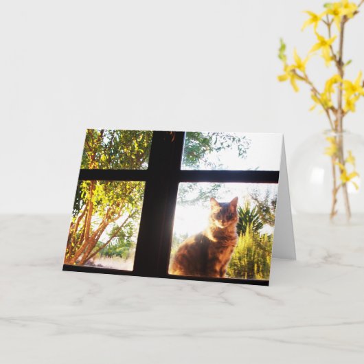 窓のトルコ猫 カード (黄色い花)