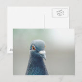 窓のハトv2 ポストカード (正面/裏面)