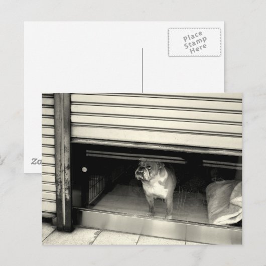 窓の中の犬 ポストカード (正面/裏面)