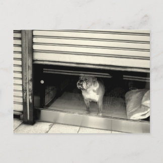 窓の中の犬 ポストカード