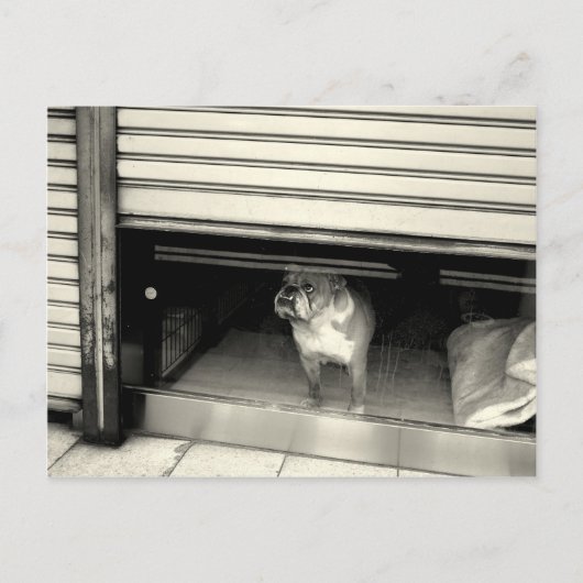 窓の中の犬 ポストカード (正面)