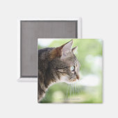 窓の外を見つめる大人のタビー猫 マグネット (正面/裏面)