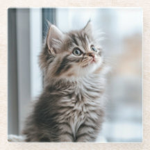 窓の外を見つめる子猫