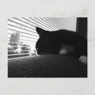 窓の外を見ているチャーリー ポストカード