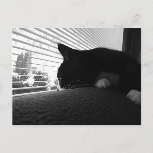 窓の外を見ているチャーリー ポストカード (正面)