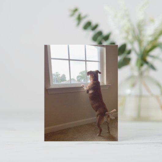 窓の外を見る犬はがき ポストカード (スタンド正面)