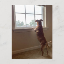 窓の外を見る犬はがき ポストカード