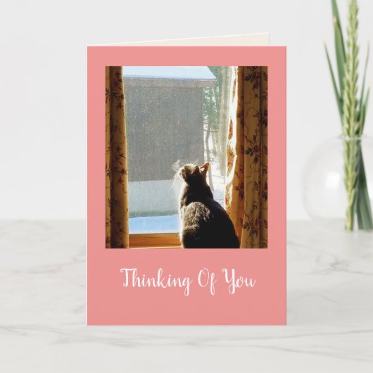 窓の子猫が良くなる カード (正面)