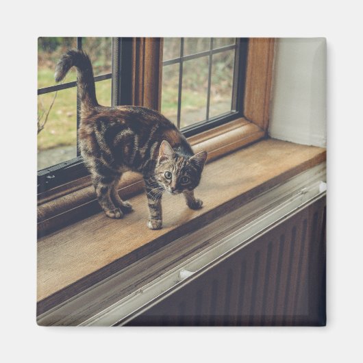窓の子猫は？ マグネット (正面)