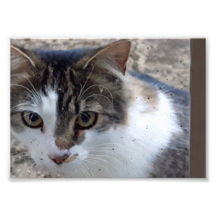 窓の猫 フォトプリント