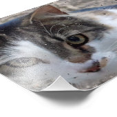 窓の猫 フォトプリント            (角)