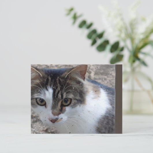 窓の猫 ポストカード (スタンド正面)