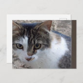 窓の猫 ポストカード (正面/裏面)