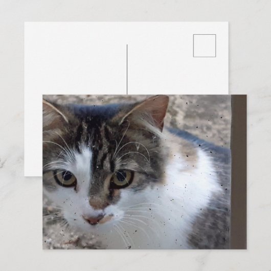 窓の猫 ポストカード (正面/裏面)