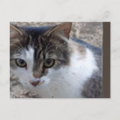 窓の猫 ポストカード (正面)