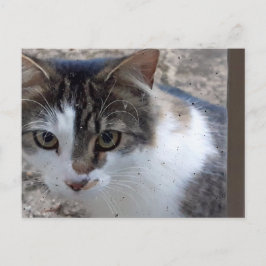 窓の猫 ポストカード