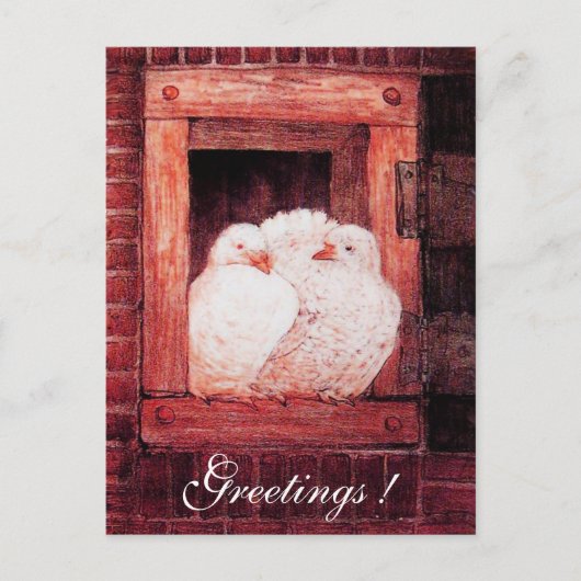 窓の白い鳩の赤いピンク ポストカード (正面)