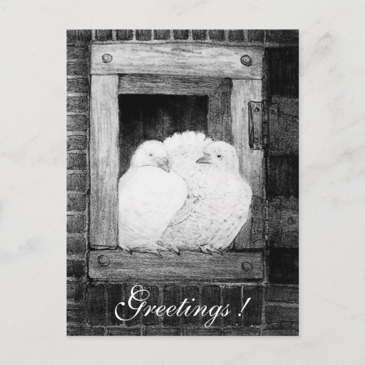 窓の白い鳩 ポストカード (正面)