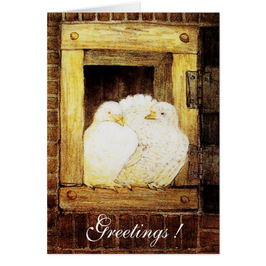 窓の白い鳩、茶色の黄色 (正面)