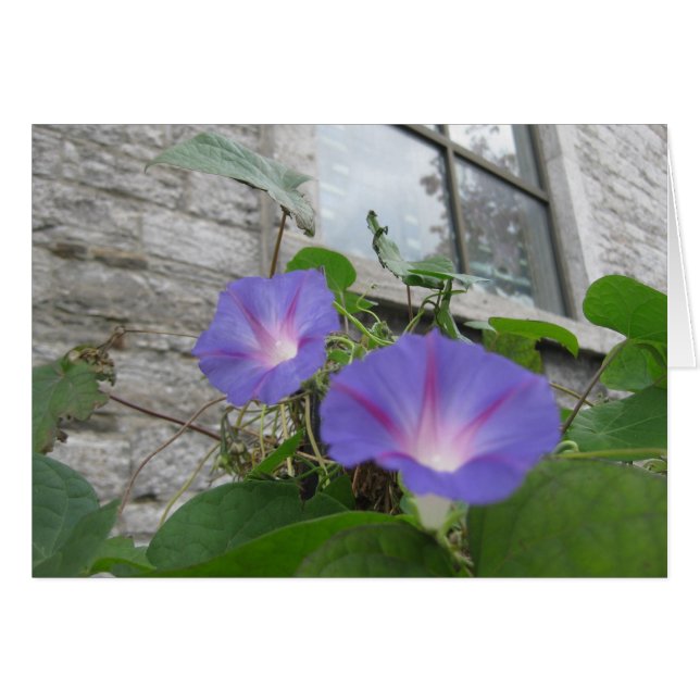 窓を持つセントポールの朝顔 (正面横)